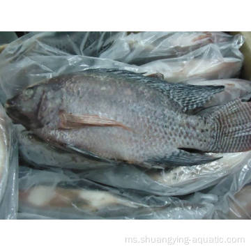 Kualiti ikan nil IVP Tilapia ikan keseluruhan bulat